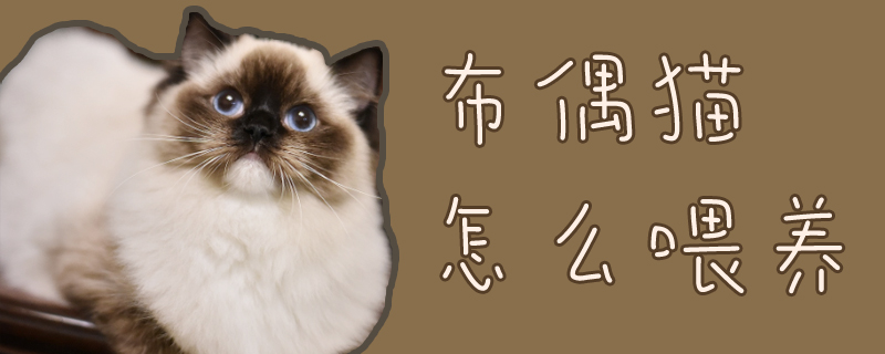 布偶貓怎么喂養