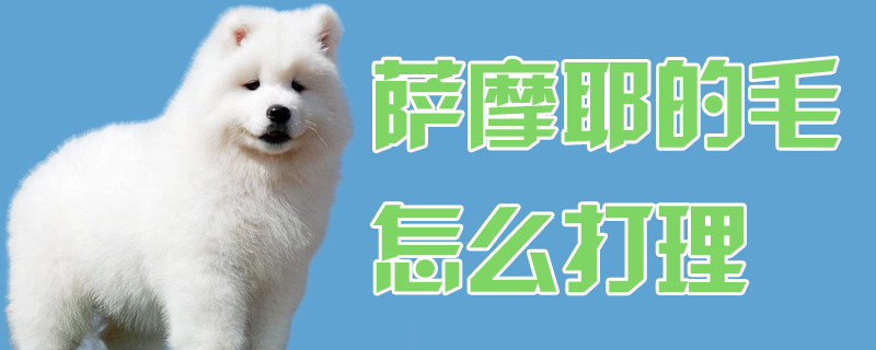 薩摩耶的毛怎么打理