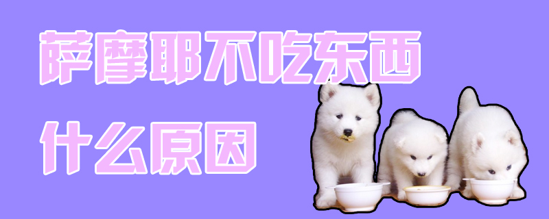 薩摩耶不吃東西什么原因