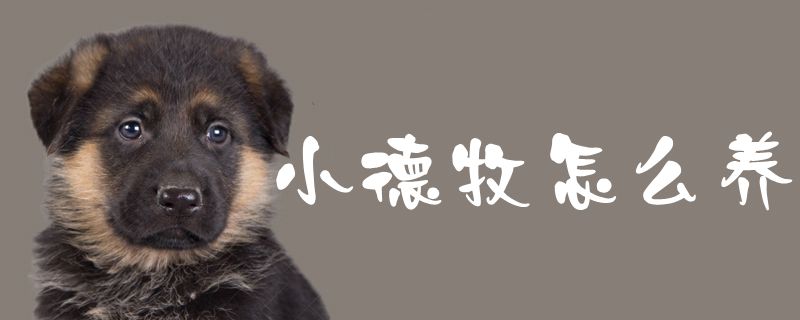 小德牧怎么養(yǎng)1