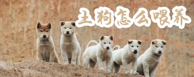 土狗怎么喂養