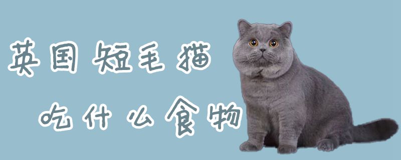 英國短毛貓吃什么食物