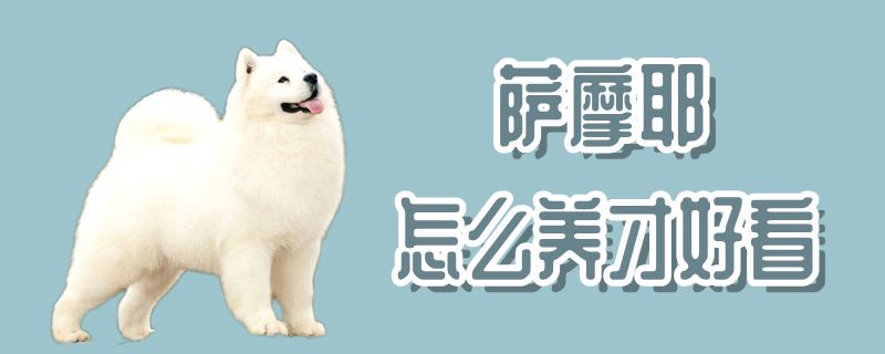 薩摩耶怎么養才好看