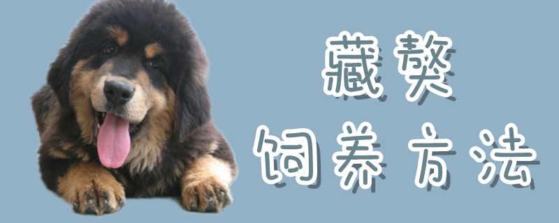 藏獒飼養(yǎng)方法