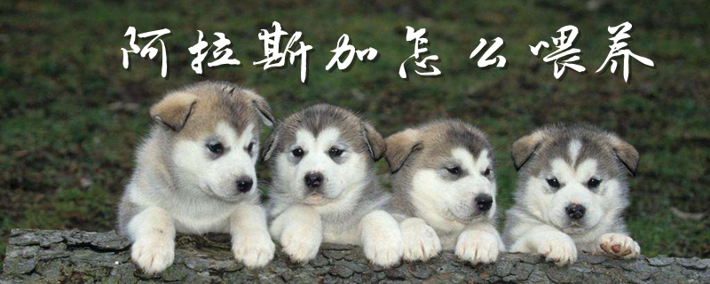 阿拉斯加怎么喂養(yǎng)
