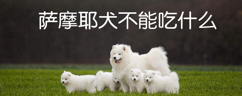 薩摩耶犬不能吃什么