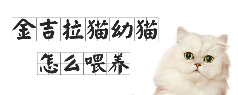 金吉拉貓幼貓怎么喂養