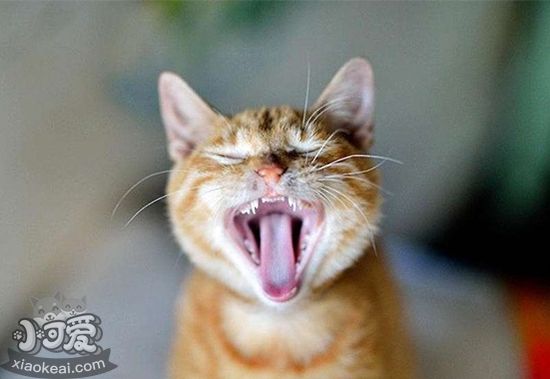 貓咪口腔怎么護理 貓咪口腔護理步驟