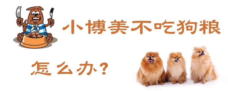 小博美不吃狗糧怎么辦