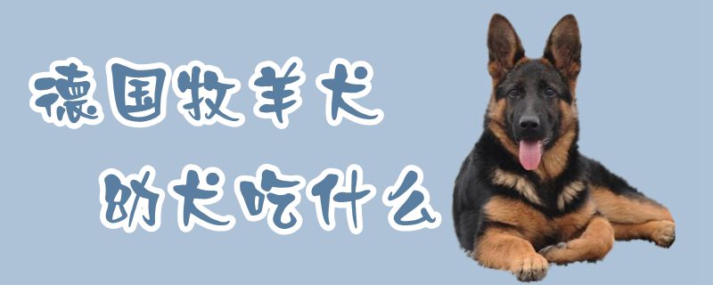 德國牧羊犬幼犬吃什么