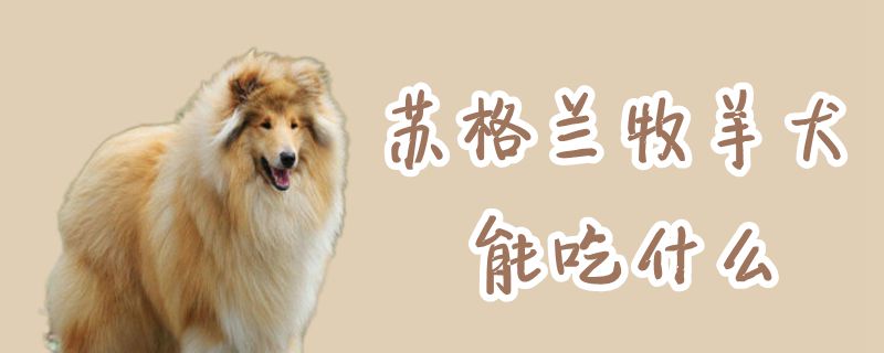 蘇格蘭牧羊犬能吃什么