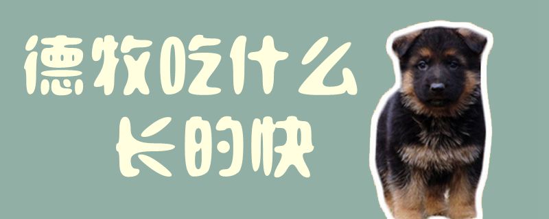德牧吃什么長的快1