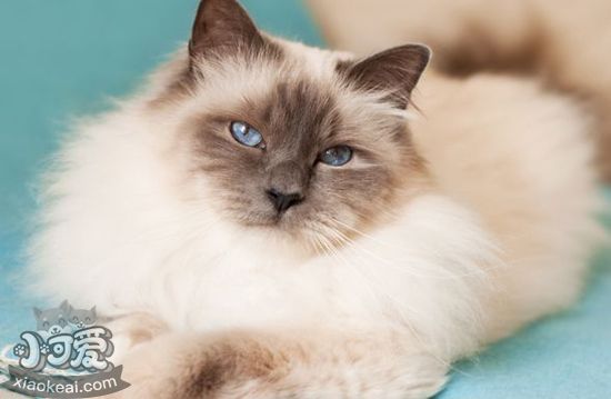 伯曼貓怎么護理 伯曼貓的護理方法1