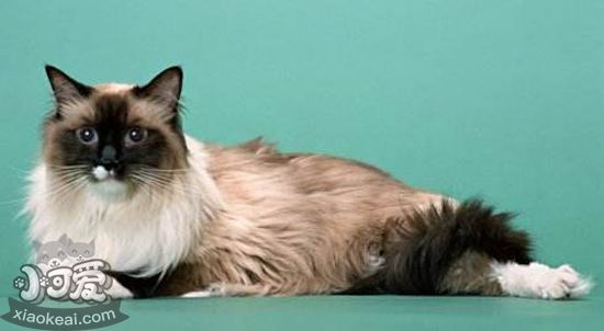 伯曼貓不能吃什么 伯曼貓的飲食禁忌