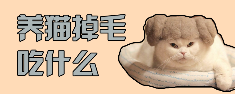 養貓掉毛吃什么