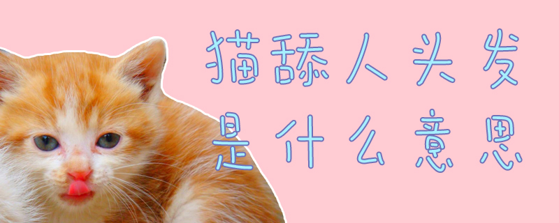 貓舔人頭發是什么意思