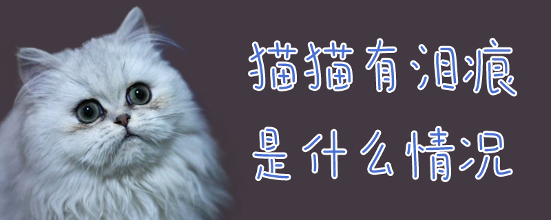 貓貓有淚痕是什么情況