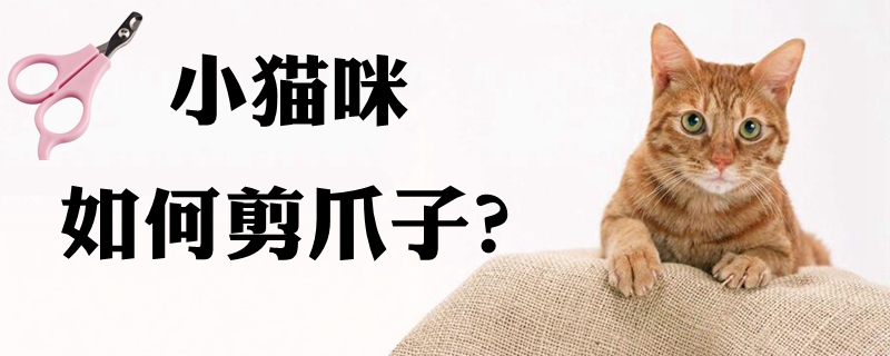 小貓咪如何剪爪子