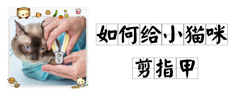 如何給小貓咪剪指甲