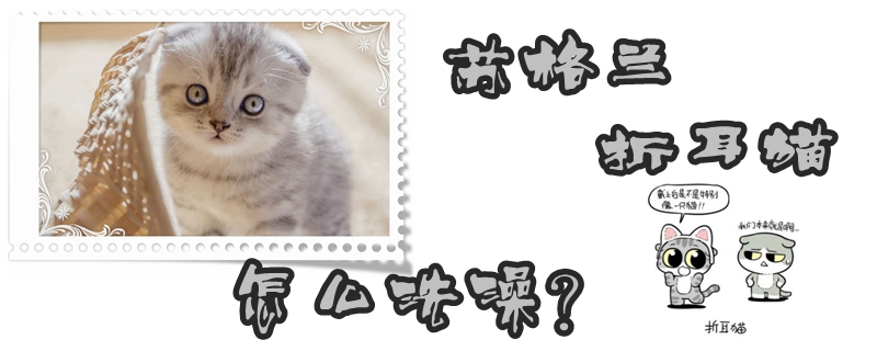 蘇格蘭折耳貓怎么洗澡