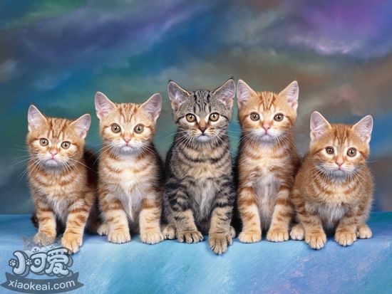 貓尿味如何去除 貓尿味去除方法介紹