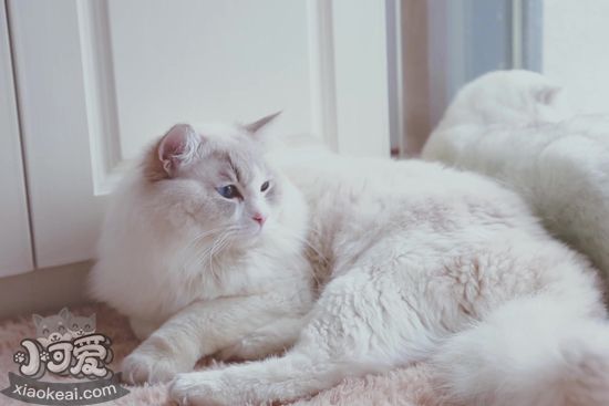 布偶貓為什么要絕育 布偶貓絕育的原因1