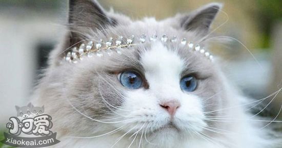 布偶貓為什么要絕育 布偶貓絕育的原因2