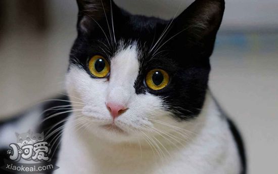 貓長大后眼睛顏色為什么會改變 貓眼睛變色的原因1