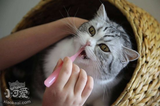 貓咪牙齒護理要注意什么 貓咪牙齒護理注意事項