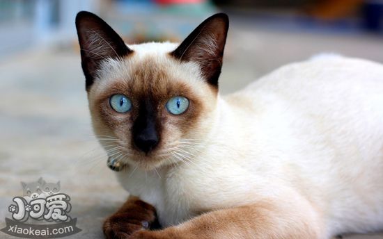 暹羅貓飼養(yǎng)必備用品有哪些 飼養(yǎng)暹羅貓必備