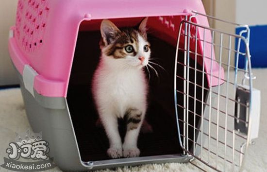 貓咪空運要注意什么 貓咪空運注意事項介紹