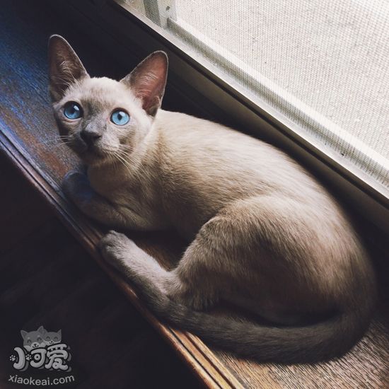 暹羅貓怎么用尾巴表達心情 暹羅貓的尾巴表達什么