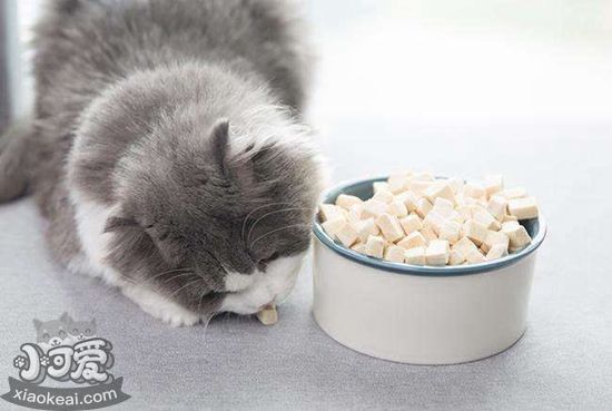 貓咪挑食原因有哪些 貓咪挑食原因介紹