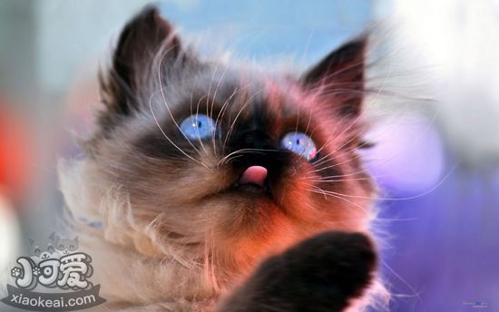 暹羅貓美容有什么技巧 暹羅貓美容技巧2