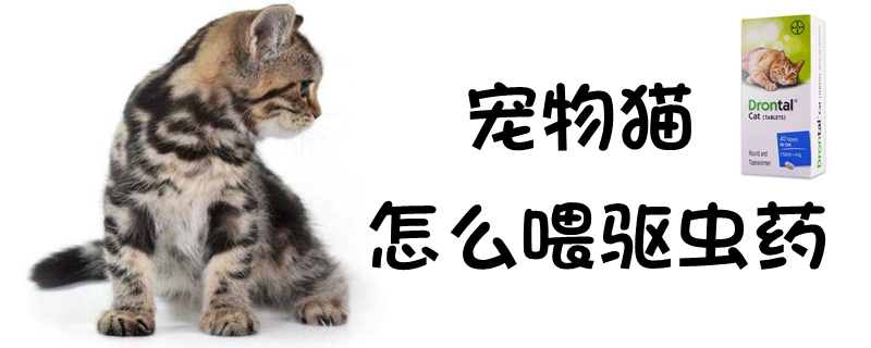 寵物貓怎么喂驅(qū)蟲藥