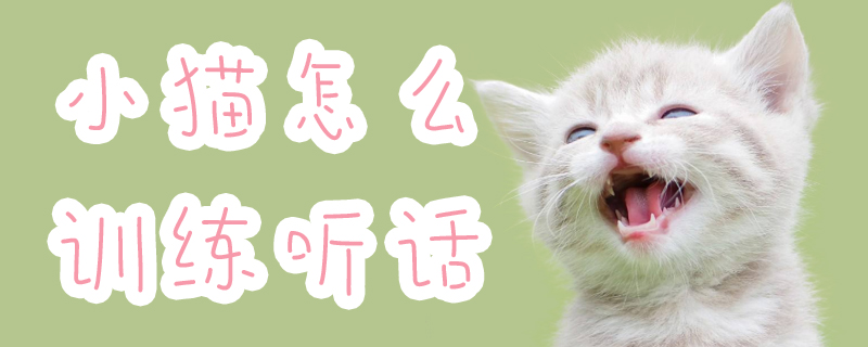 小貓?jiān)趺从?xùn)練聽話