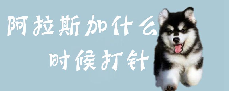 阿拉斯加什么時候打針1