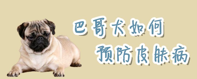 巴哥犬如何預防皮膚病