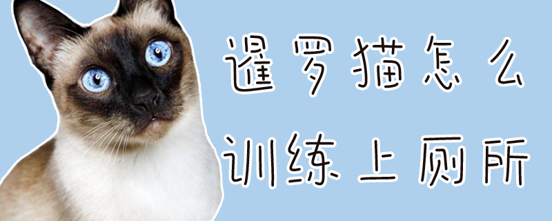 暹羅貓怎么訓練上廁所
