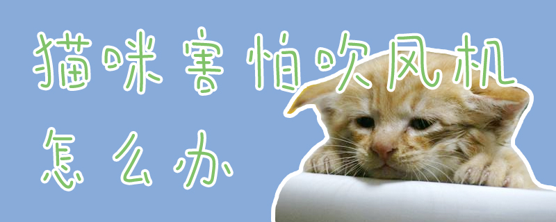 貓咪害怕吹風機怎么辦