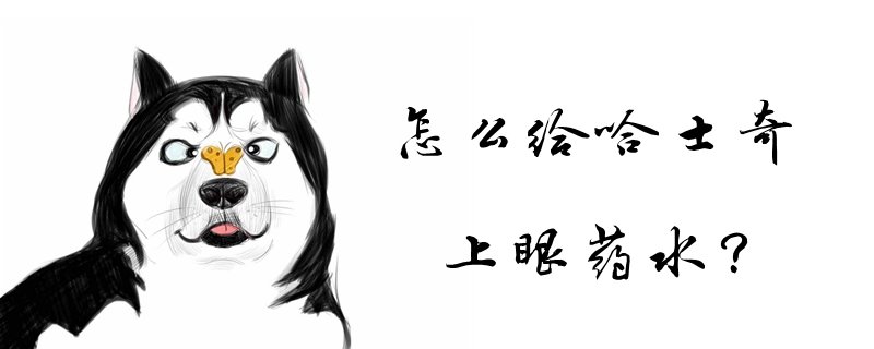 怎么給哈士奇上眼藥水