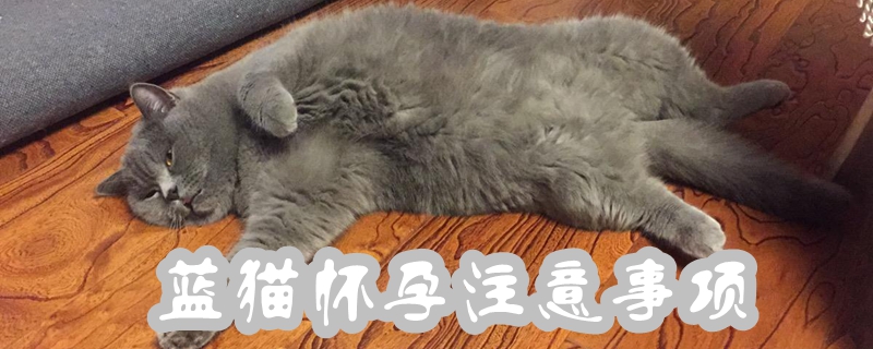 藍貓懷孕注意事項