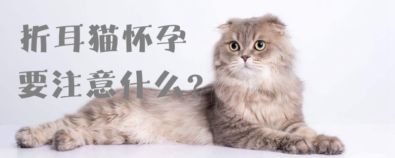 折耳貓懷孕要注意什么