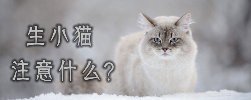 生小貓注意什么