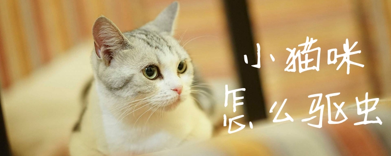 小貓咪怎么驅蟲