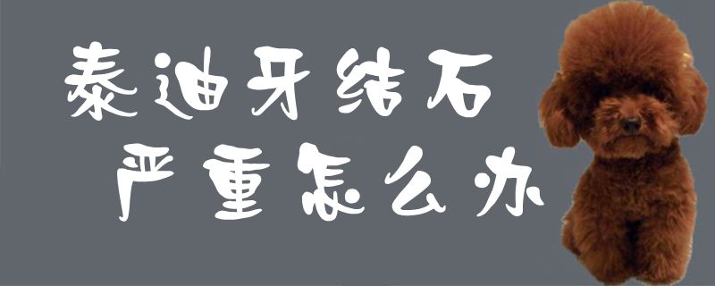 泰迪牙結石嚴重怎么辦1