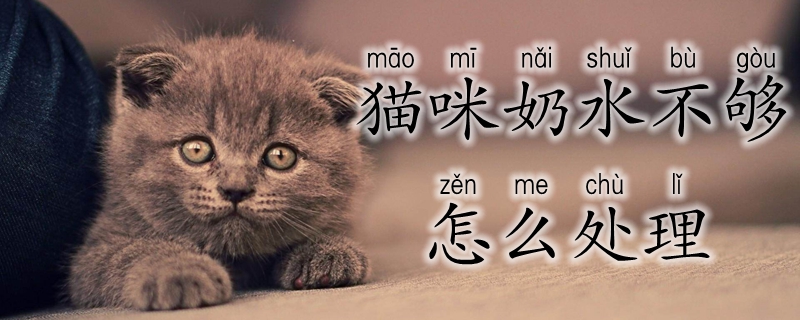 貓咪奶水不夠怎么處理