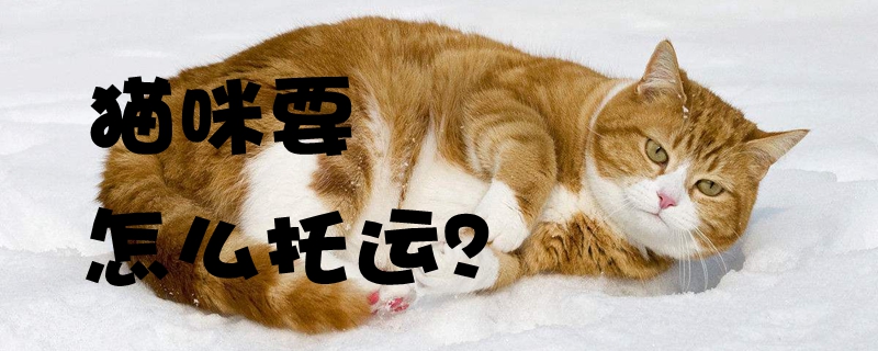 貓咪要怎么托運