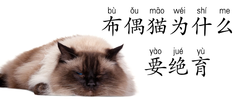 布偶貓為什么要絕育