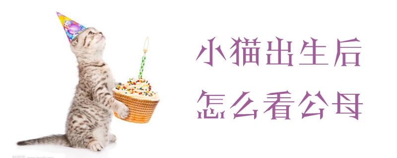 小貓出生后怎么看公母